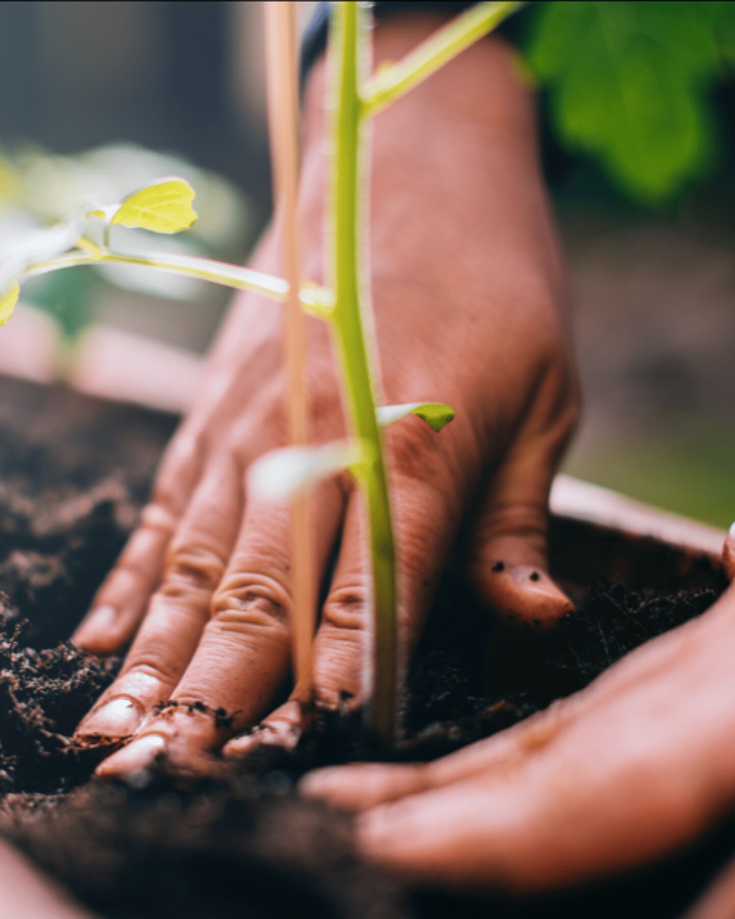 personne plantant un grain de café à côté d'une dosette à base de papier