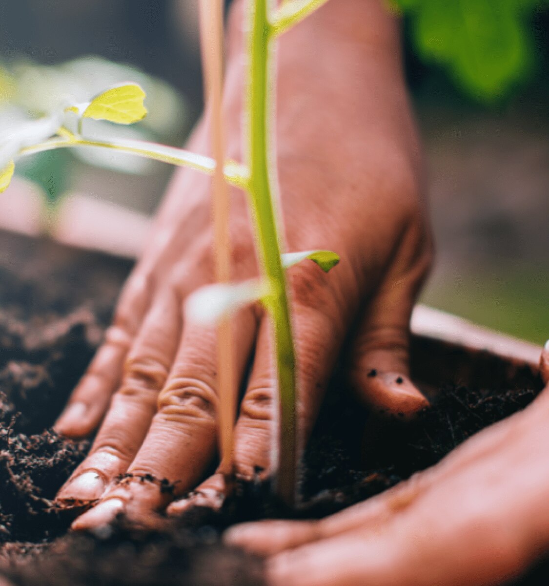 personne plantant un grain de café à côté d'une dosette à base de papier